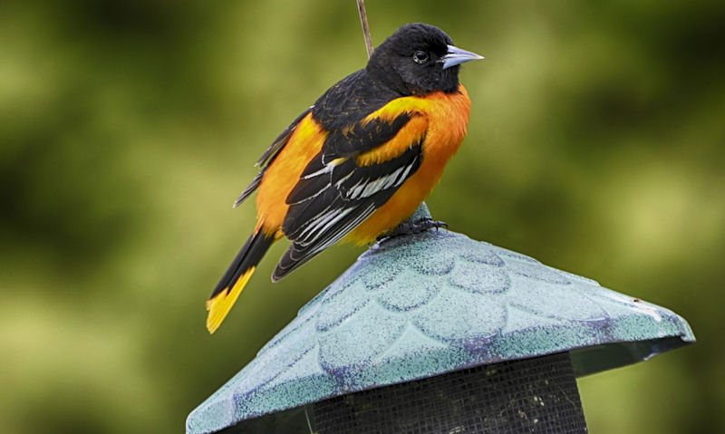Baltimore Oriole perched on top of green topped thistle seed bird feeder