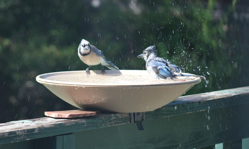 Blue Jays frolicking on deck mounted bird bath