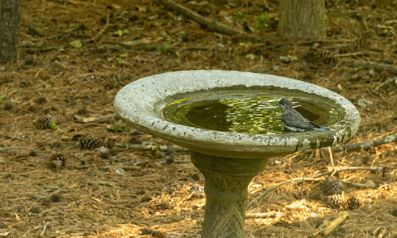 Bluebird fledgling perched on rim of tipped on one side stone bird bath