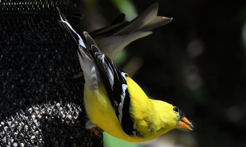 American Goldfinch perched on steel mesh wire Nyjer seed bird feeder