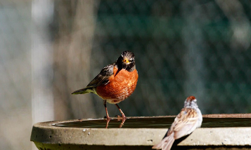 American Robin perched on bird bath rim with House Finch relaxed opposite