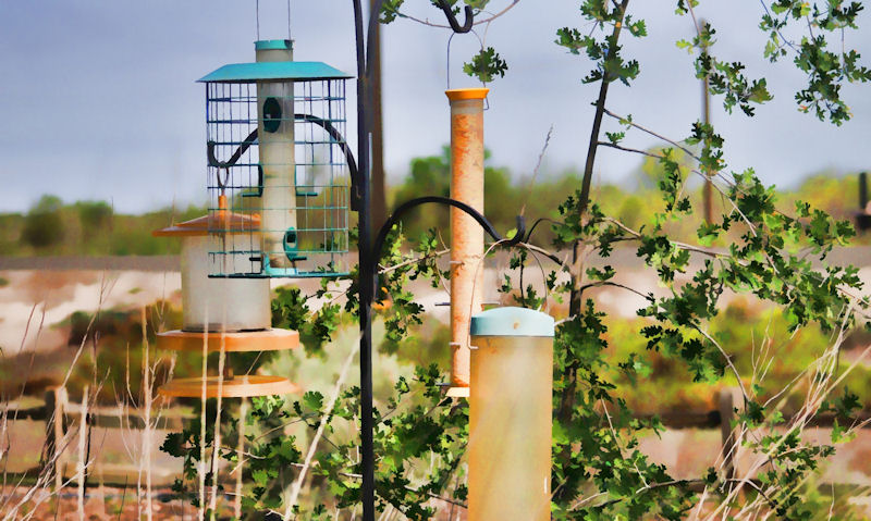 Bird feeding station situated among foliage in open yard