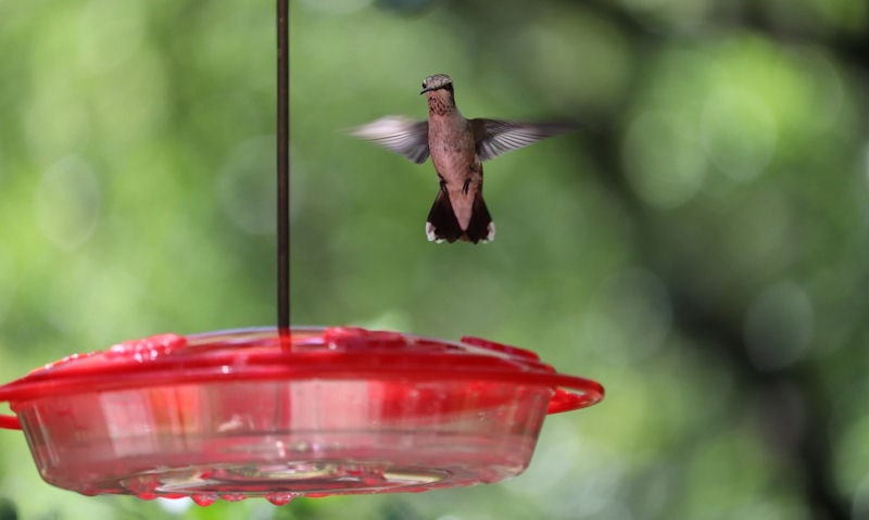 Hummingbird majestically hovering over disc hummingbird feeder