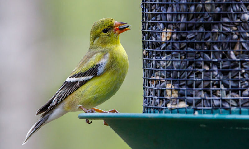 American Goldfinch perched on suspended sunflower seed feeder