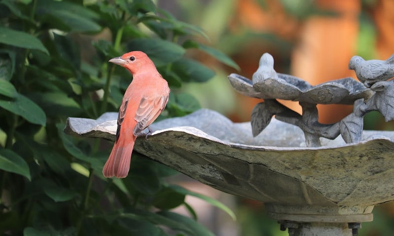 Summar Tanager perched on rim of metal bird bath