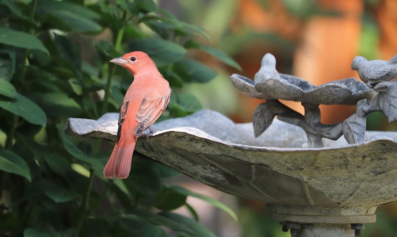 Best type of bird bath