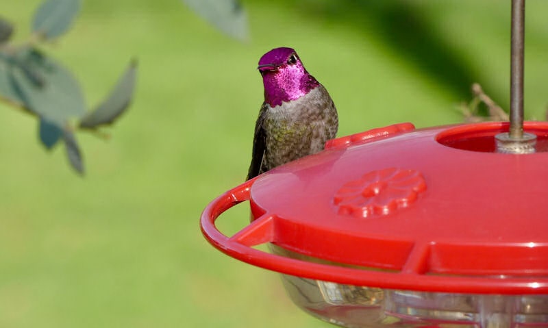 Anna's Hummingbird perched on saucer style Hummingbird feeder