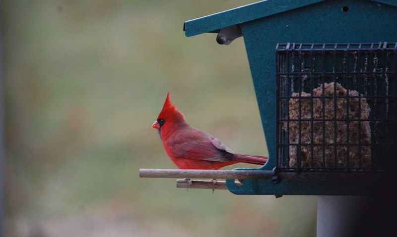 Outward facing Northern Cardinal on metal bird feeder