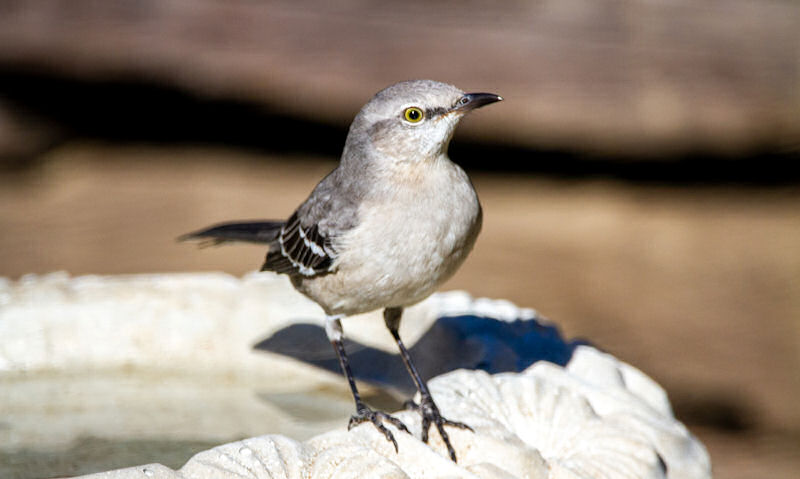 Northern Mockingbird perched on rim of white stone bird bath