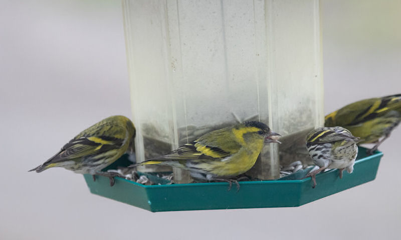American Goldfinches perched on hanging bird feeder seed tray