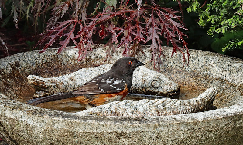 Spotted Towhee bathing in a concrete bird bath with visible signs of grime