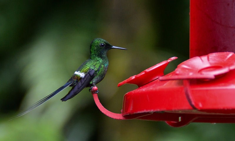 Best way to clean hummingbird feeder