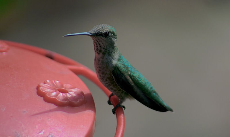 Hummingbird perched on saucer style Hummingbird feeder