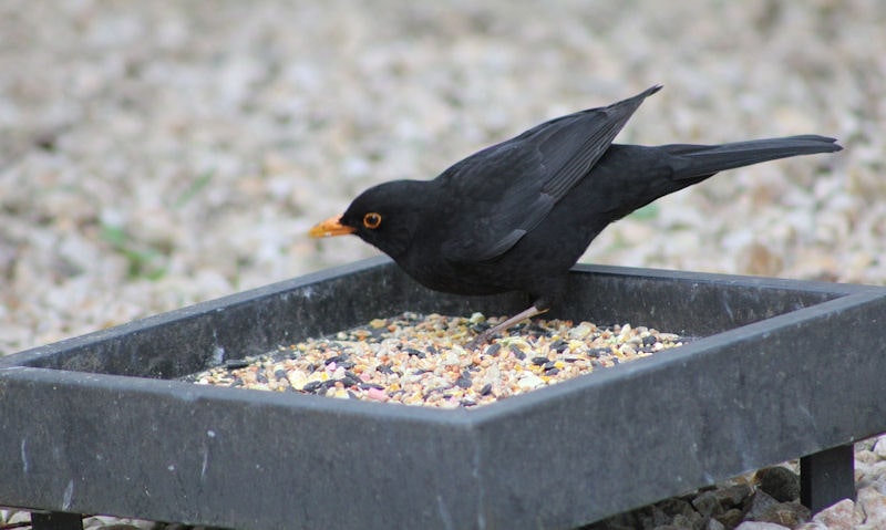 Blackbird standing on seed filled ground platform bird feeder