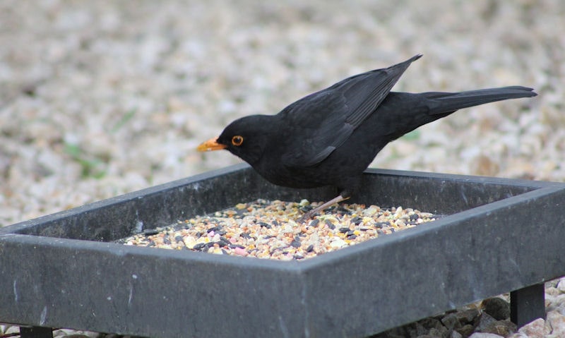 Best way to feed Blackbirds