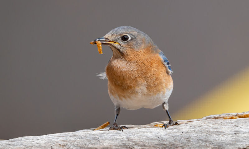 Bluebird perched on tree branch with mealworm in bill