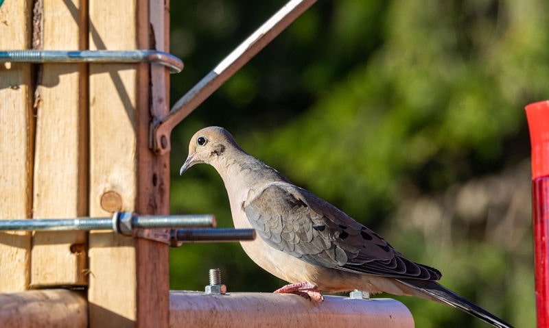 Mourning Dove perched on bird feeder pole system