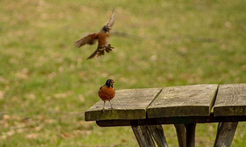 American Robins share a weathered garden table in yard