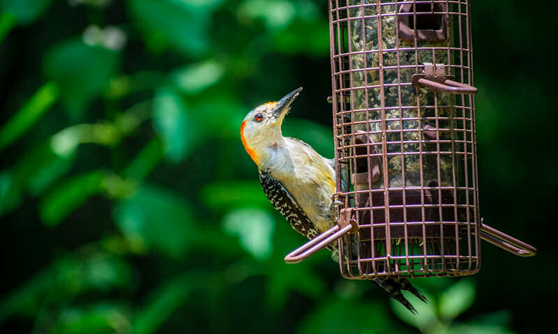 Red-bellied Woodpecker feeding off hanging squirrel proof seed bird feeder