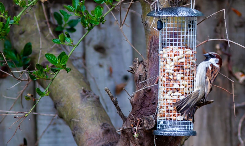 Sparrow perch on peanut-filled feeder suspended on tree branch