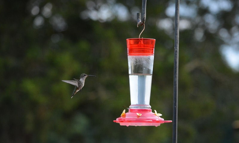 Hummingbird arriving at hanging hummingbird feeder on shepherd's hook