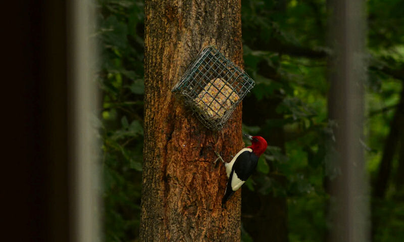 Red-headed Woodpecker perched on tree trunk near suet cake feeder hooked over tree bark
