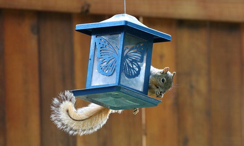 Squirrel feeding on large window seed feeder hanging on wire