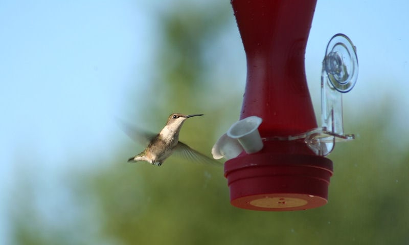 Hummingbird at window hummingbird feeder as seen inside home