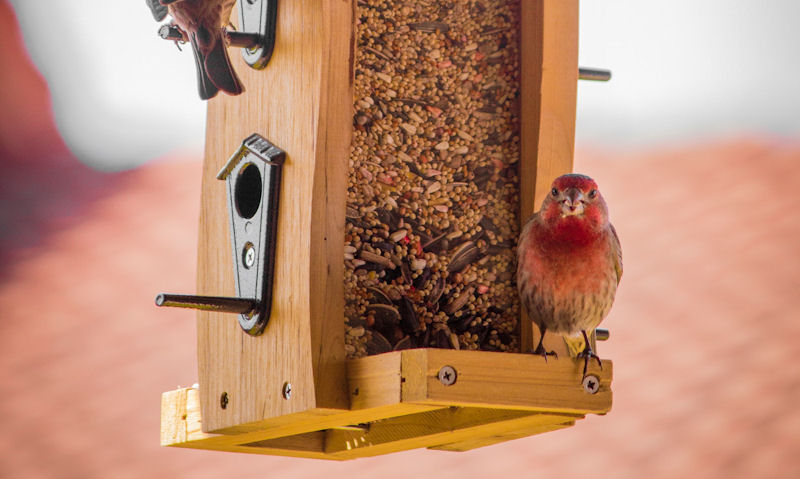 Houses Finches occupy a cedar made hanging wooden seed bird feeder