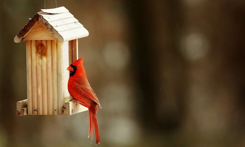 Male Northern Cardinal perched on suspended wooden seed feeder