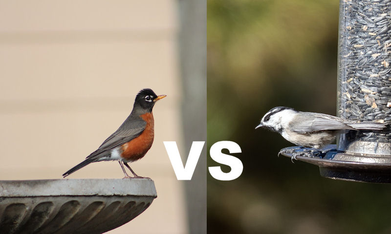 American Robin perch on bird bath versus Chickadee perch on sunflower seed feeder