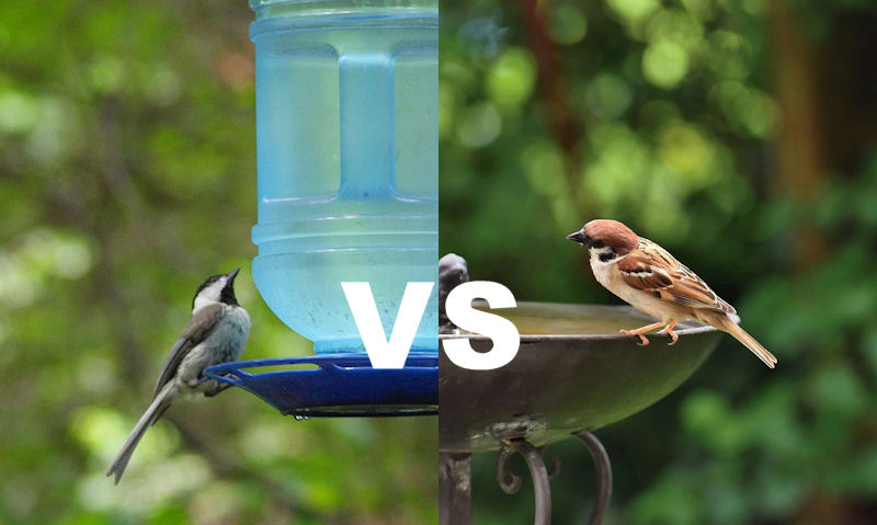 Chickadee on bird waterer versus House Sparrow on metal bird bath