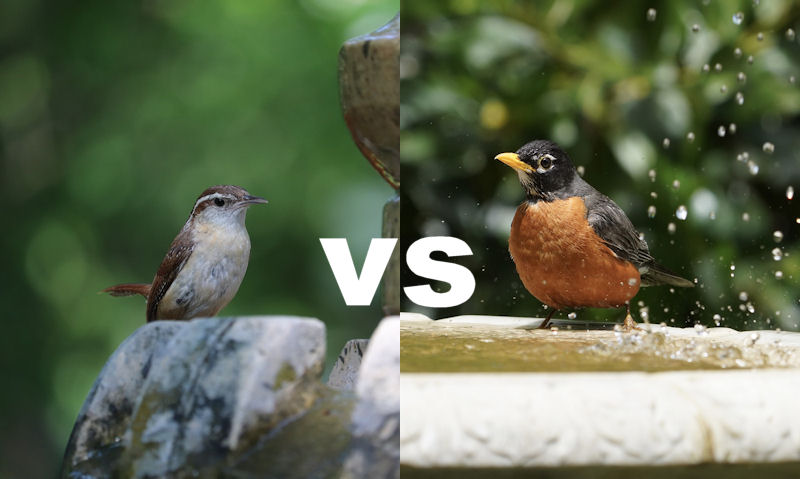 Carolina Wren on fountain versus American Robin on bird bath