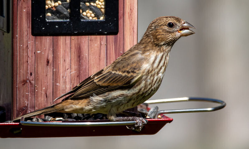 House Finch perched outwards on wooden bird seed feeder tray bar