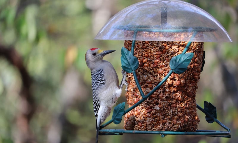 Golden-fronted Woodpecker feeding off seed-filled suet block bird feeder