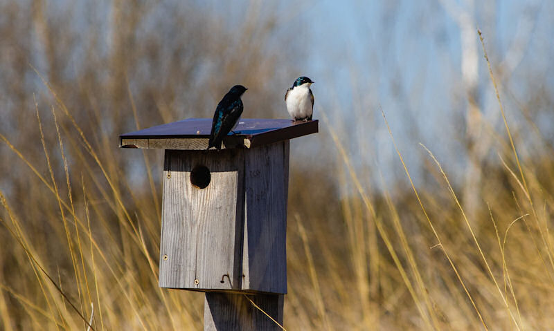 Pair of Tree Swallows perched on top of bird house on wooden post