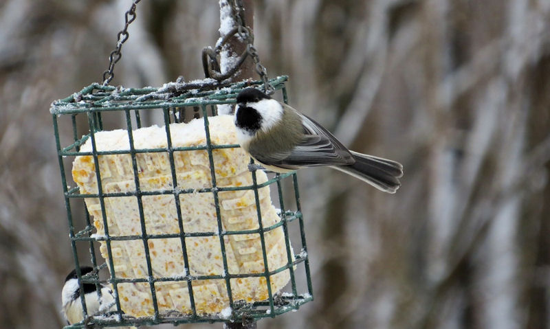 Black-capped Chickadee perched on cage suet feeder hung up on tree
