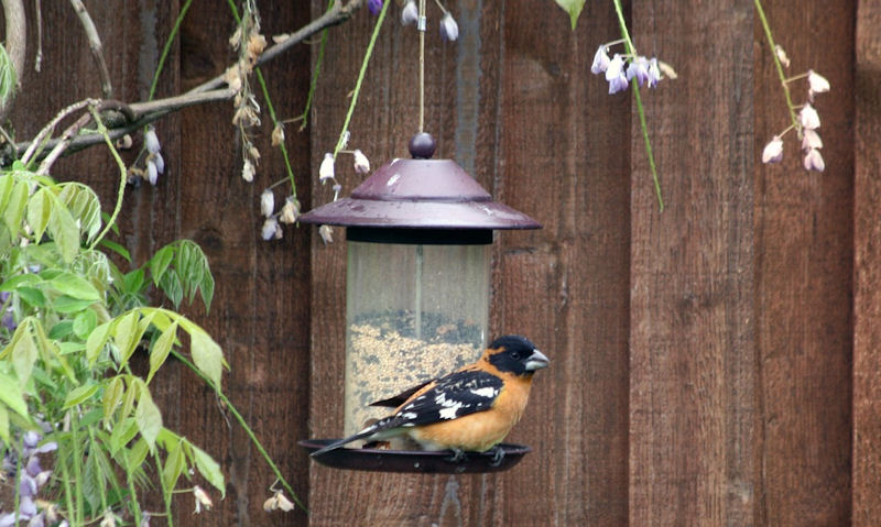 Black-headed Grosbeak facing out while perched on seed feeder