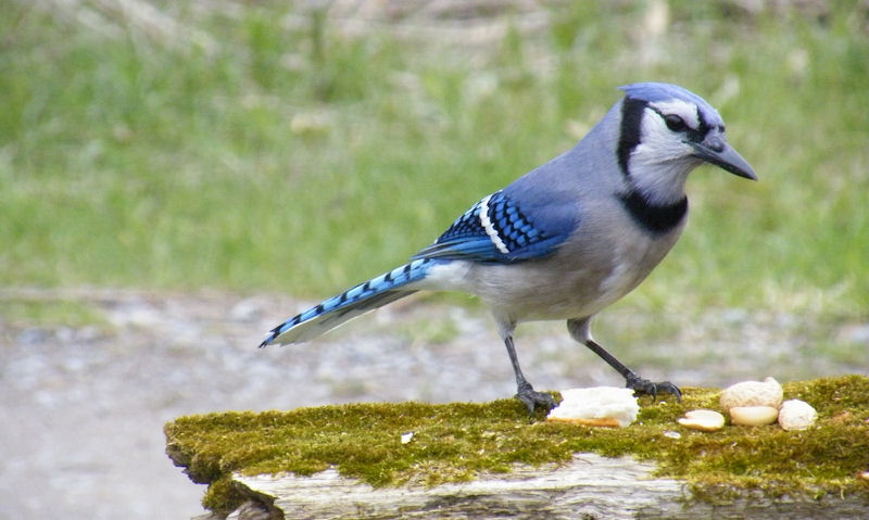 Blue Jay fed peanuts in shell within a small plastic bowl