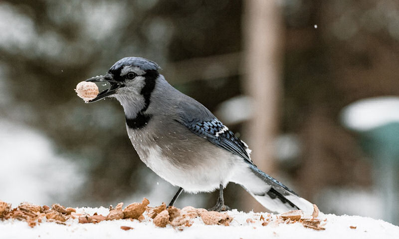 Blue Jay fed on shelled peanuts out of feeder