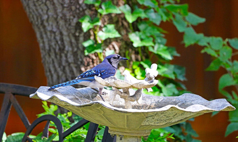 Blue Jay standing within a static bird bath fountain feature