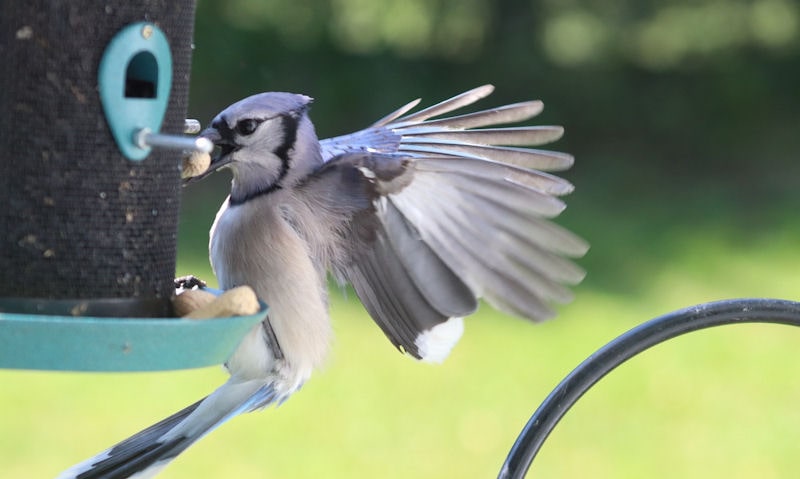 Blue Jay struggling to use too small seed feeder