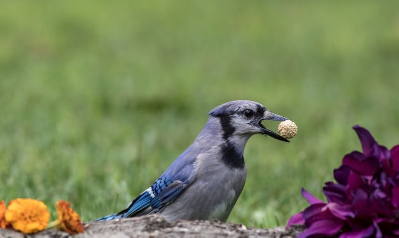 Blue Jay among colorful flowers with shelled peanut on ground