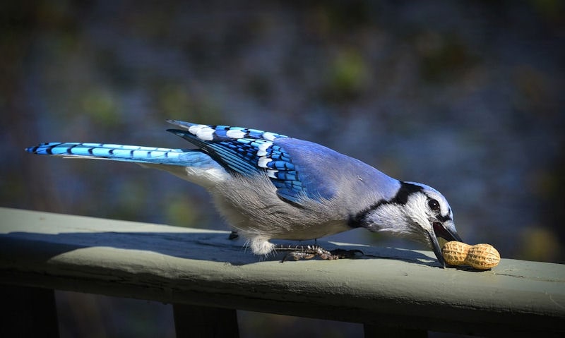 Jay feeding on peanut in shell on top of deck railing