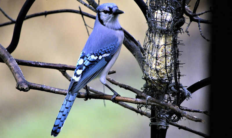 Blue Jay perched on adjacent branch to feed on suet in cage