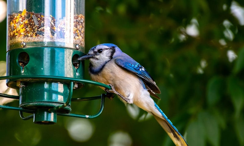 Blue Jay awkwardly perched on seed feeder