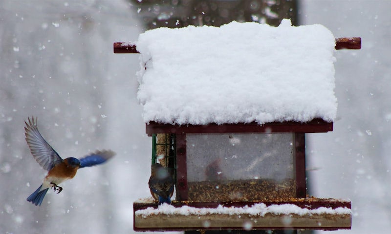 Bluebird approaches hopper bird feeder in severe snow fall