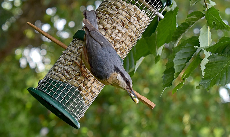 White-breasted Nuthatch perched awkwardly on peanut bird feeder