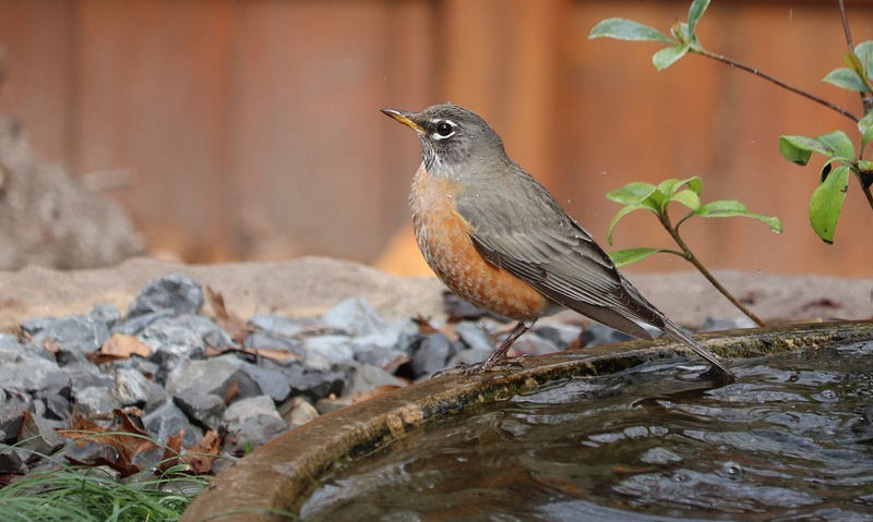 American Robin perched on rim of stone bird bath in backyard