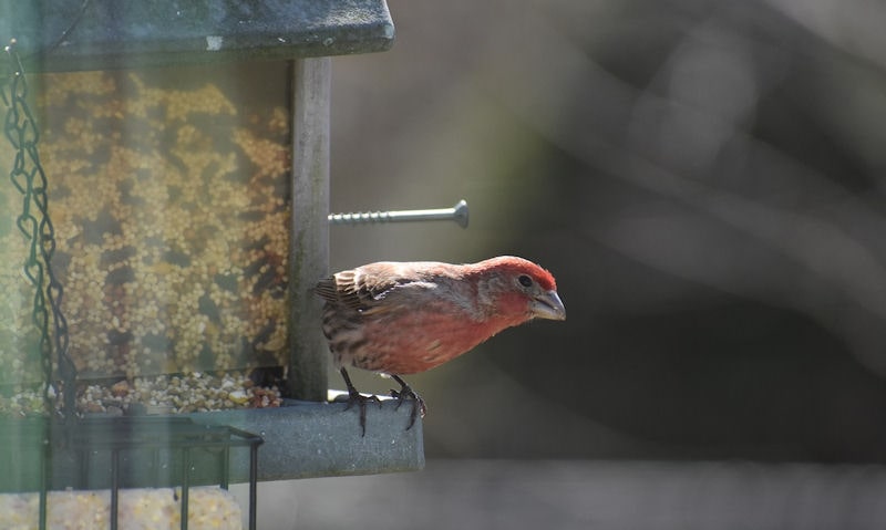 House Finch perched on wooden bird feeder, facing outwards